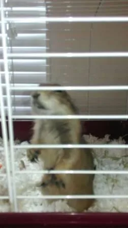 Prairie Dog- Female