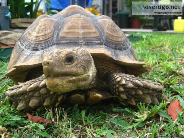 Lost Tortoise - near Orange and Holden