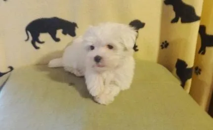 Feesy Teacup maltese puppies