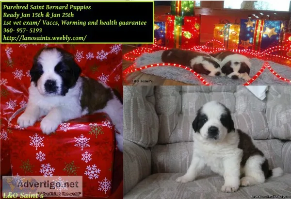 Purebred Rough Coat Saint Bernard Puppies