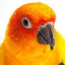 Wanted any Birds