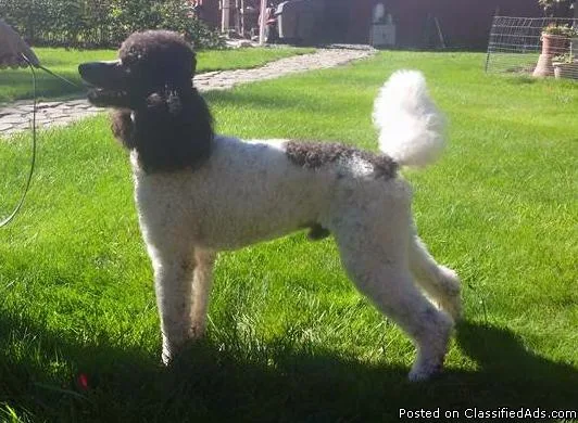 Moyen poodle for stud