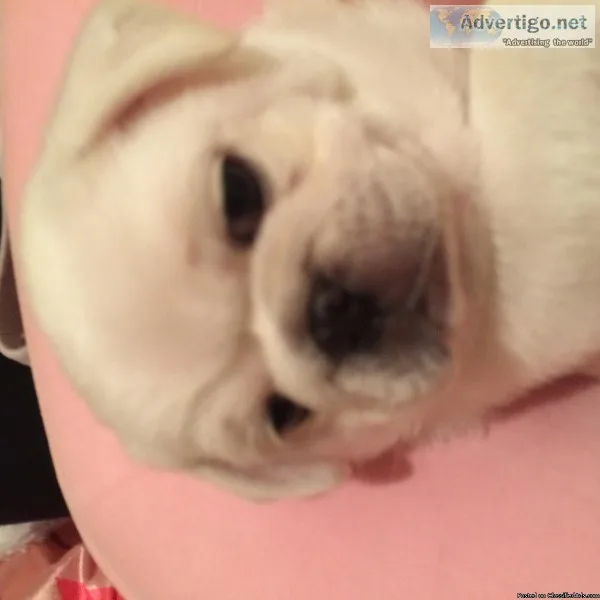 AKC Snow White  pug