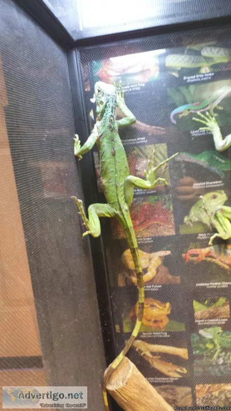 Juvenile and Small Iguanas