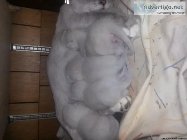 Snowshoe Siamese kittens