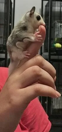 Gorgeous WHITE TAIL MOSAIC PLATINUM Sugar glider JOEY ready NOW