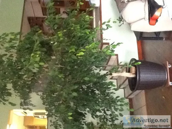 Large indoor house plant