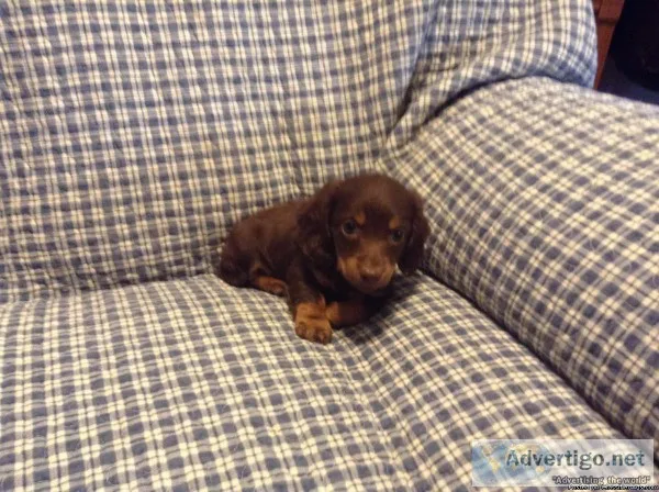 AKC mini dachshund long haired puppies