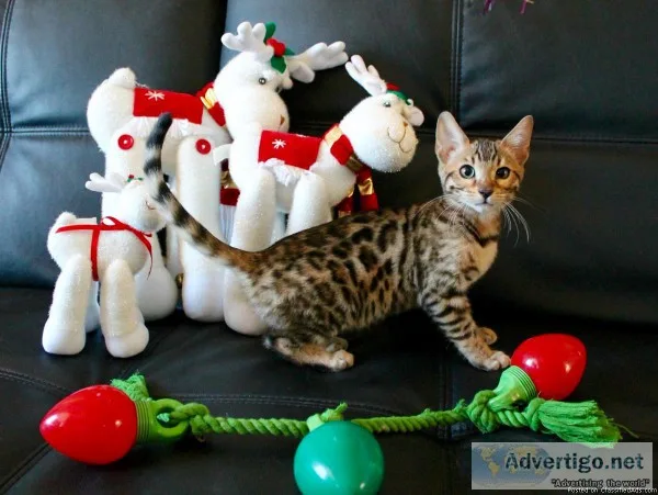 Bengal kittens tica registered