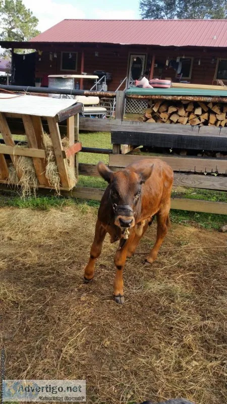 9 week old Calf