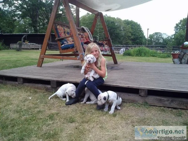Dogo Argentino Puppies For Sale.