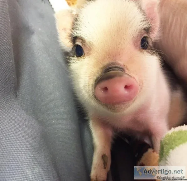 Mini Pigs Christmas Special 40% off