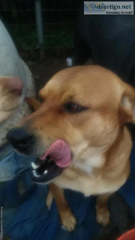 LabsLab crosses.Rescue dogspuppies.