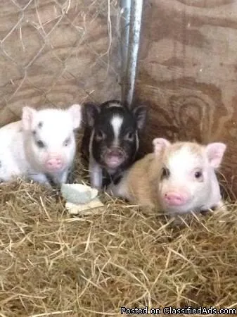 Minaiture Potbelly Piglets