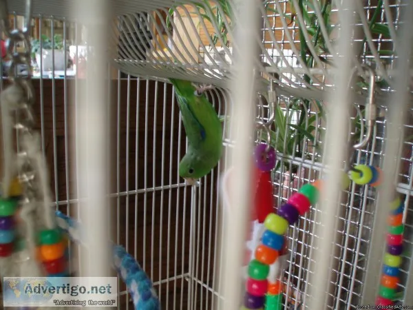 Male Green Rump Parrotlet