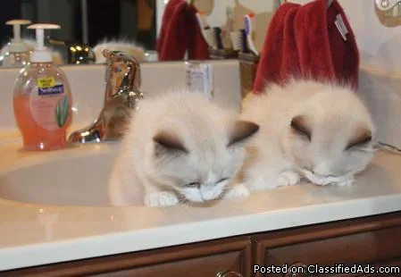 smart loving and fresh ragdoll kittens ready