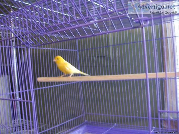 male canaries