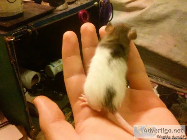 Rats up for adoption