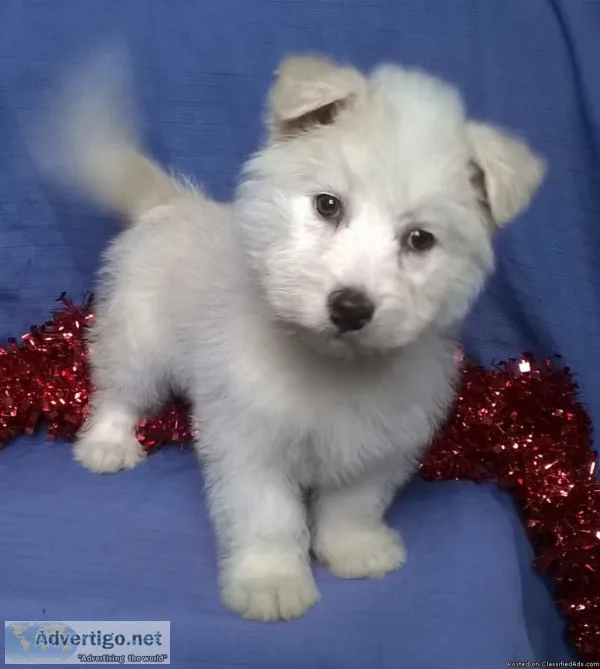 squirt huskybichon mix male