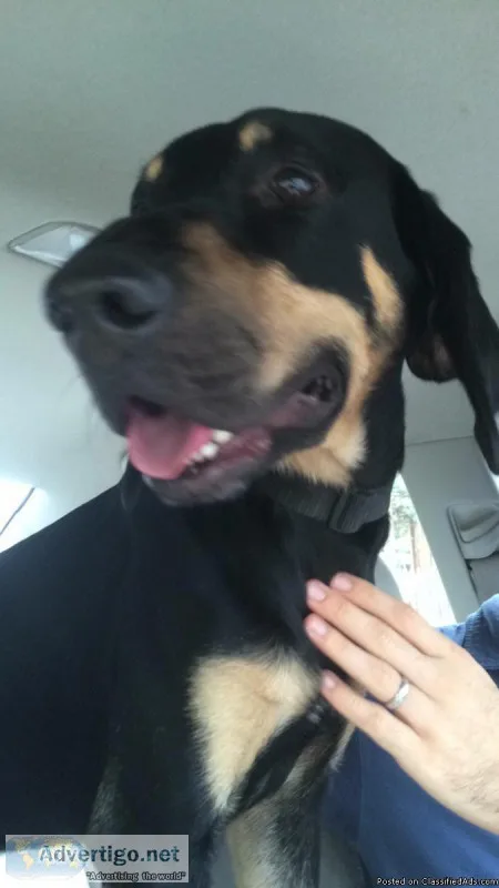 Found blackbrown hound dog