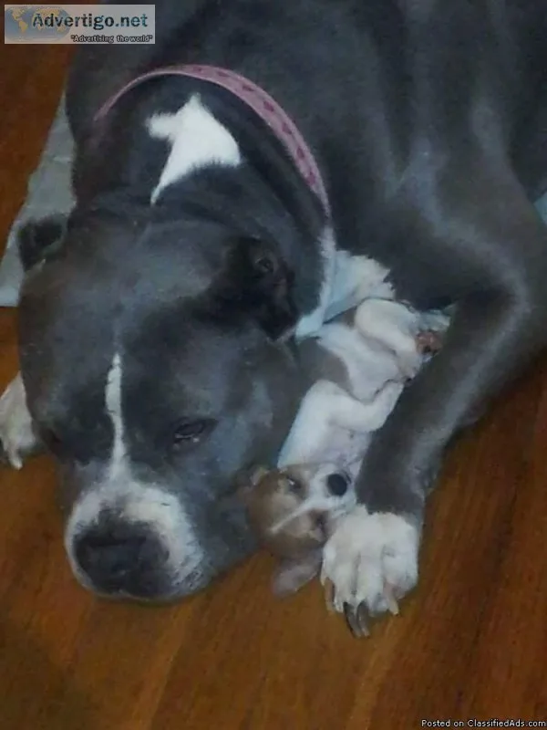 LAB PUPPIES BLACK FEMALES