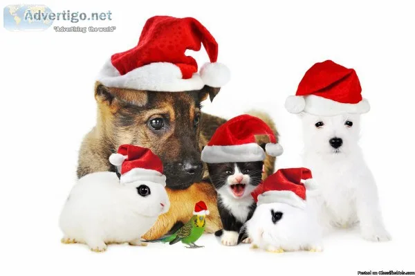A pet salon Grooming and Boarding