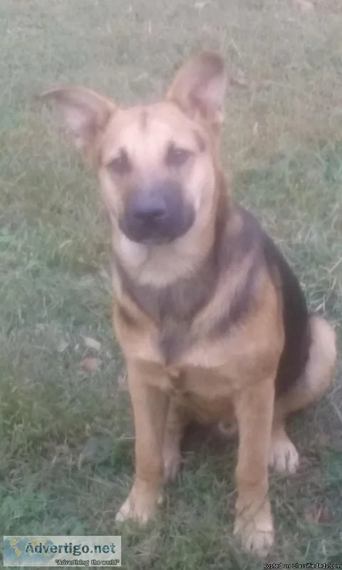 LOST GERMAN SHEPAHARD