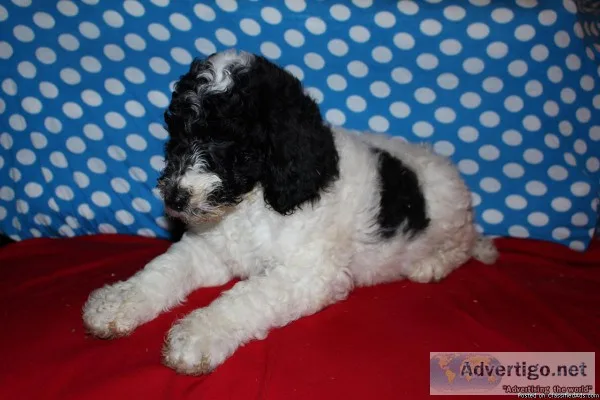 Conner Standard Poodle