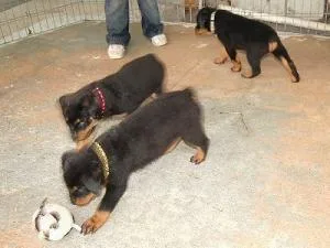 special Xmas Geman shepherd Rottweiler little