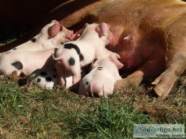 Double Registered PigsGlouchestershir e Old Spot Piglets Pork