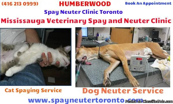 Mississauga Veterinary Spay and Neuter Clinic