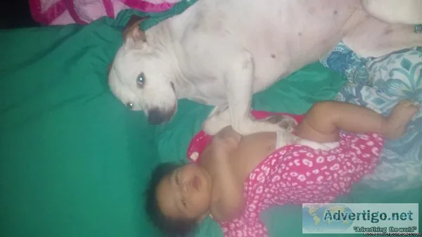 White female Pit Bull Missing East Tupelo