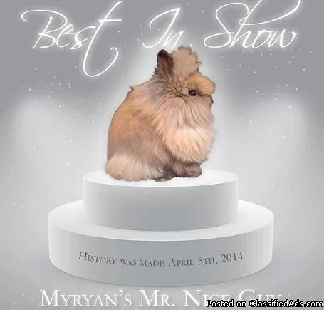 SUPER TINY Lionhead bunniesrabbits- Less than 2 12 lbs full grow