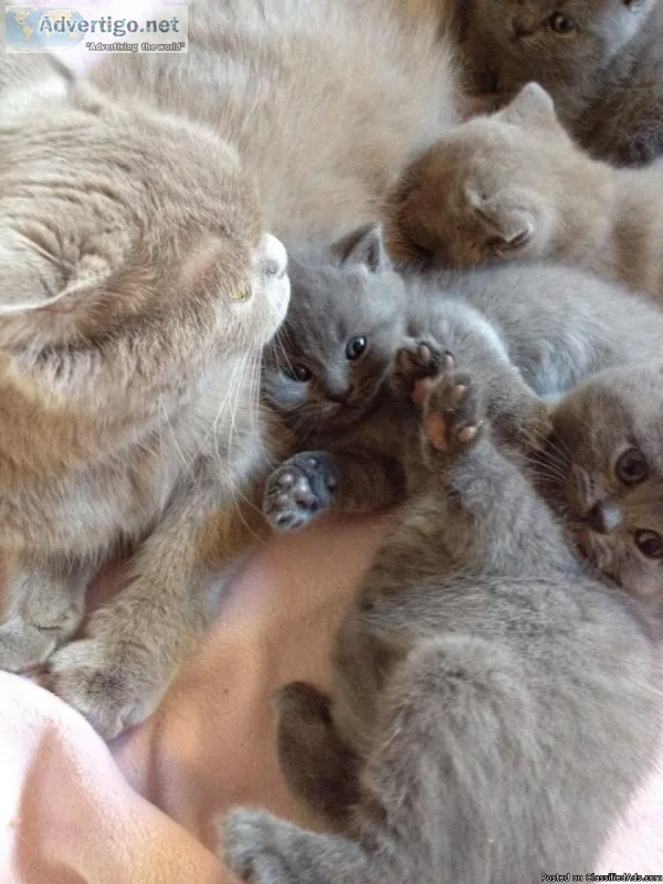 BRITISH SHORT HAIR kittens for sale blue and blue bicolour 3 boy