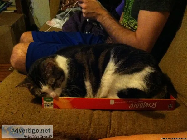 Lost cat- Harry