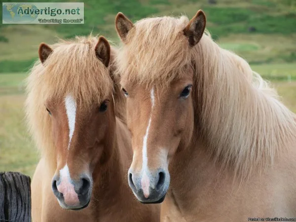 Horse Transport Brisbane