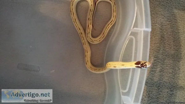 King Snakes for Sale