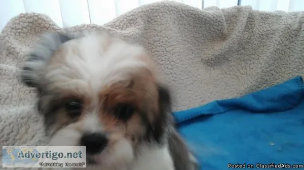 Beautiful shih tzu puppies ready