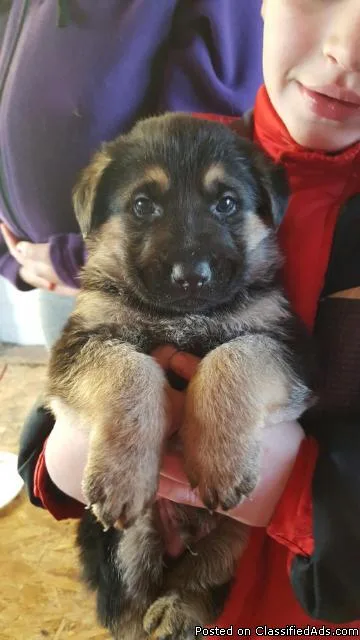 Pure breed German Shepard puppies