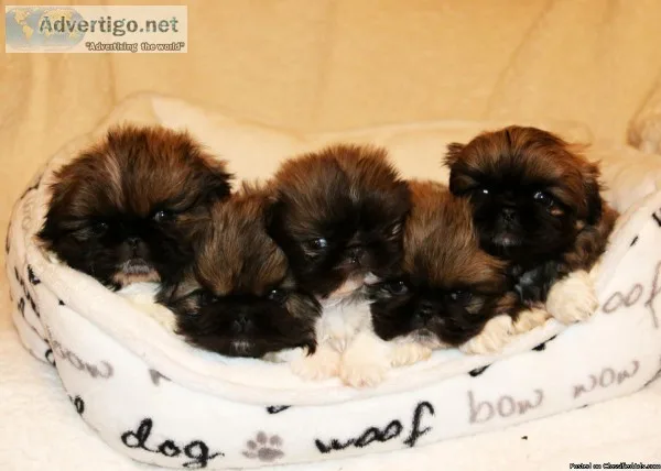 AKC Pekingese