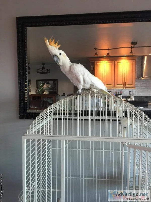 Citron crested cockatoo