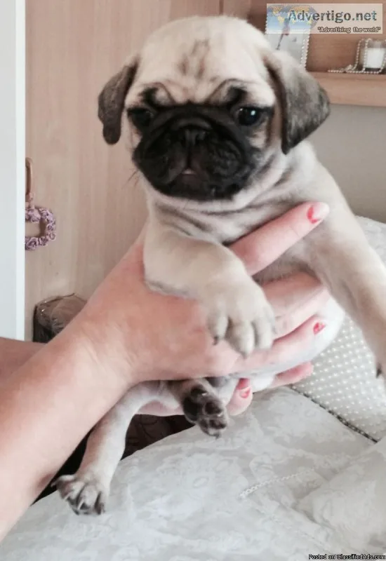 Beautiful Chunky Show Quality Pug Pups For Sale