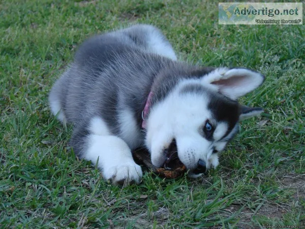 Cute Siberian Husky Blue Eyes For Sale