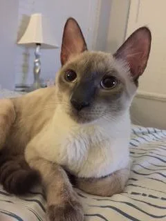 Missing Male Siamese cat. NW Cape Coral. REWARD.