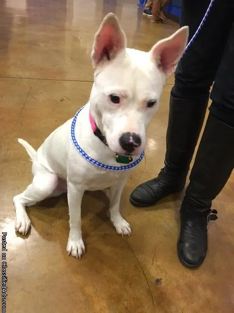 Puppy Needs New Home