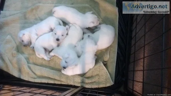 West Highland Terrier Puppies (Westies)