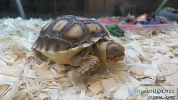 African Spurred Tortoise