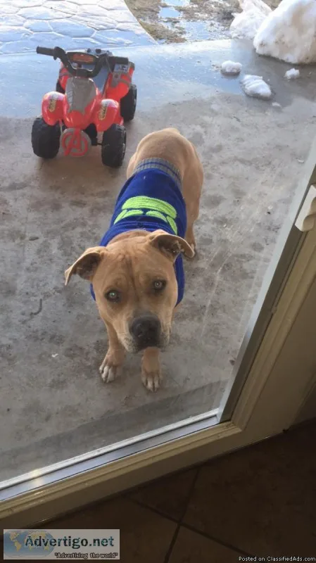 Lost Dog (Pitt EASTLAKE AREA (EAST)