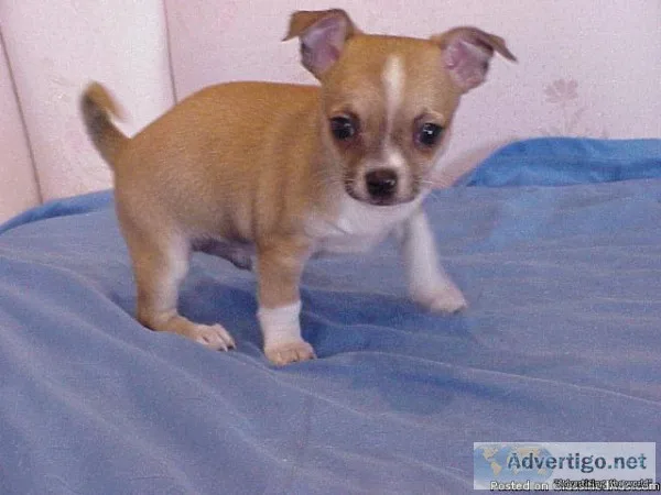Christmas chihuahua puppies ready for adoption