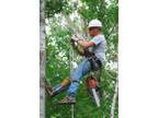 Tree Service Experienced and Affordable